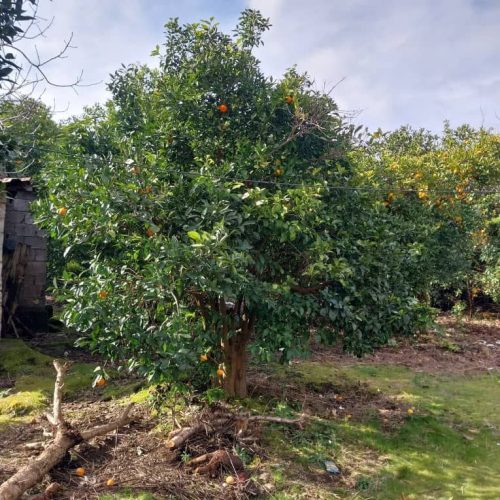 خانه ویلایی با 350 متر زمین