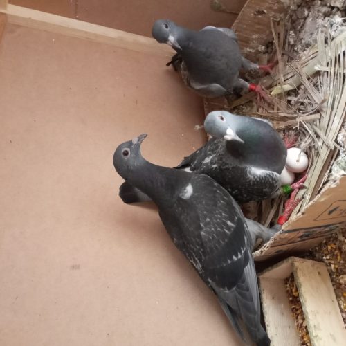 کفترپلاکی  اصل عربستان