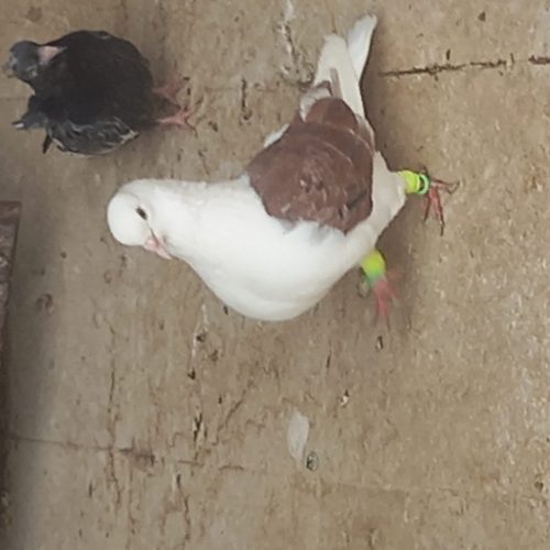 کبوتر پشتی سرخ نرکاکلی