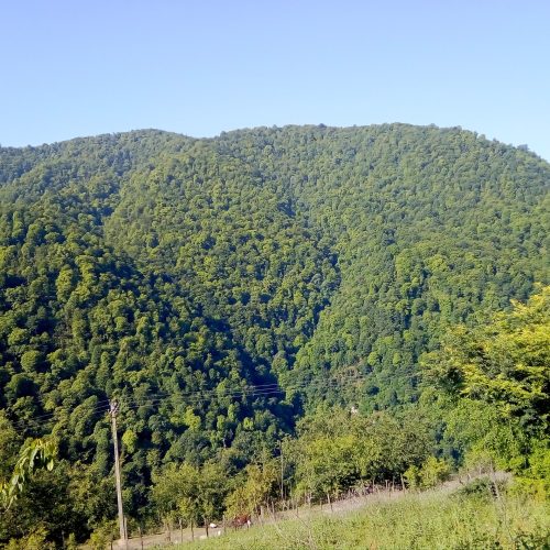 ویلا اجاره ای جنگلی تالش