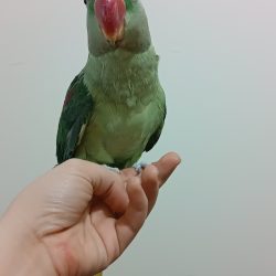 عروس هلندی سخنگو و شاه طوطی سخنگو