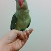 عروس هلندی سخنگو و شاه طوطی سخنگو