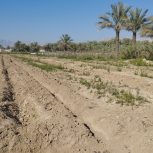 فروش زمین جای نخل