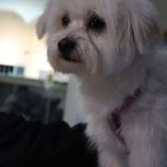 نام هپی/1ساله/نر/میکس شیتزووپودل/