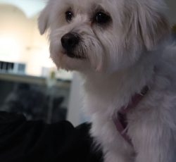 نام هپی/1ساله/نر/میکس شیتزووپودل/