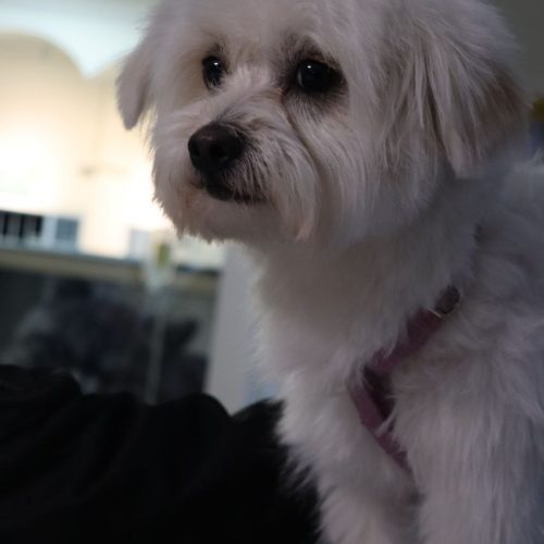 نام هپی/1ساله/نر/میکس شیتزووپودل/