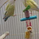 طوطی برزیلی دستی مولد آماده تکثیر