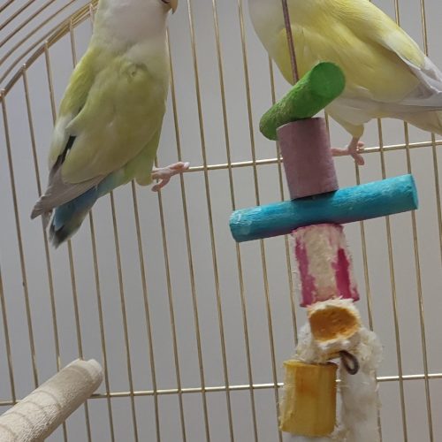 طوطی برزیلی دستی مولد آماده تکثیر