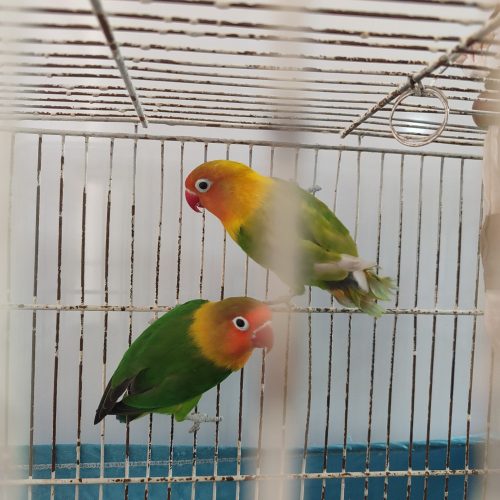 طوطی برزیلی