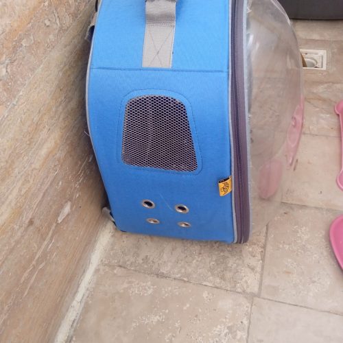 گربه پرشین