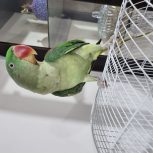 شاه طوطی فول رام