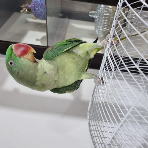 شاه طوطی فول رام