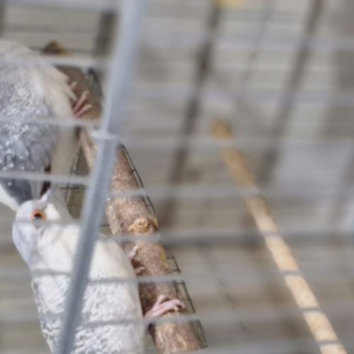 قمری مینیاتوری (قمری ژاپنی )یا قمری چینی