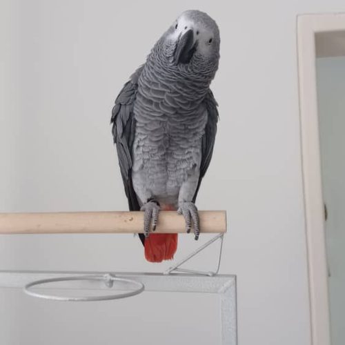 طوطی کاسکو