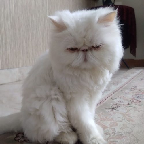 گربه پرشین
