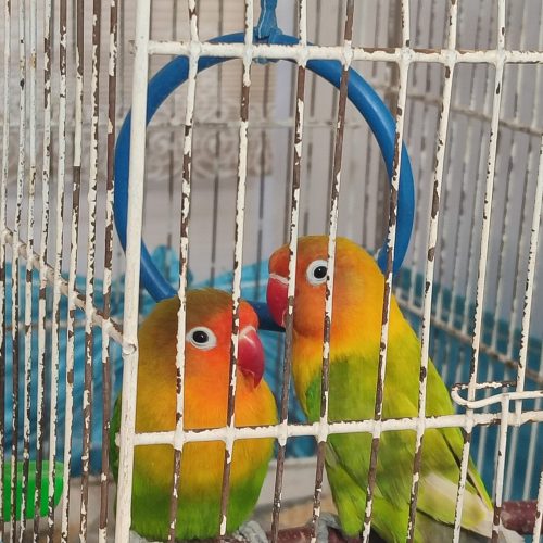 طوطی برزیلی