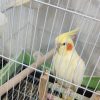 عروس هلندی