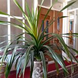 فروش گل پاندانوس 7 ساله