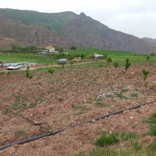 باغ گیلاس درساربانک