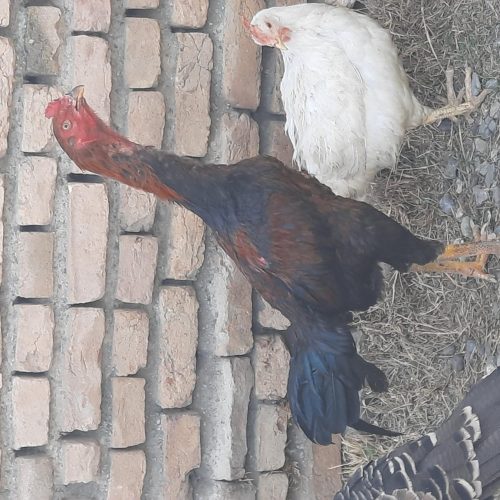 خروس لاریی 7 ماهه جنس عالی