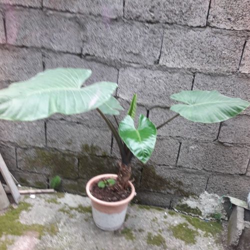 گل بابا ادم تنه قرمز