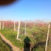 فروش باغ گیلاس و آلبالو