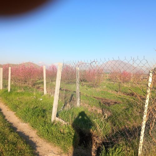 فروش باغ گیلاس و آلبالو