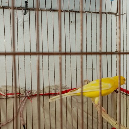 یک‌جفت‌ قنار‌یمست