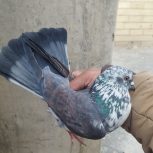 کبوتر فروشی