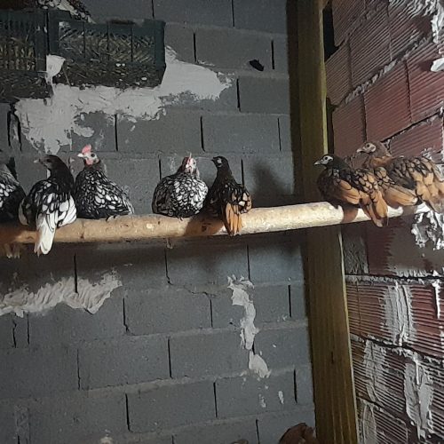 مرغ خروس سیبرایت