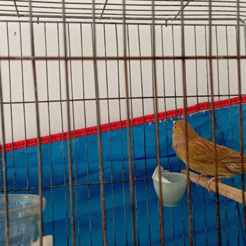 یک جفت قناری