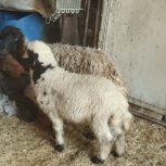 یک عدد میشه ماده با بره نر