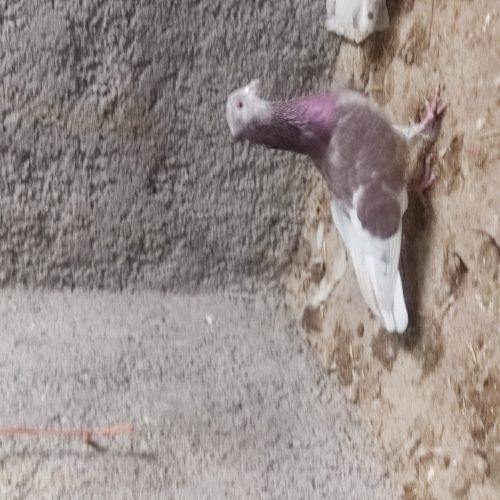 کبوتر پرشی