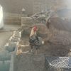 خروس پنجاب پاکستانی