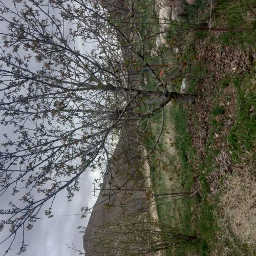 فروش باغ 1000متری