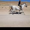 مادیون کرد آبستن، دوتا کره نریون