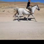 مادیون کرد آبستن، دوتا کره نریون