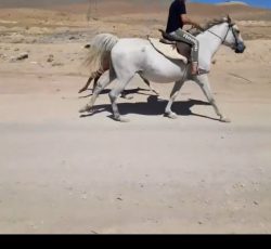 مادیون کرد آبستن، دوتا کره نریون