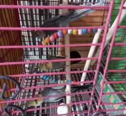 فروش عروس هلندی