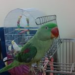 2عدد عروس هلندی سخنگو و شاه طوطی