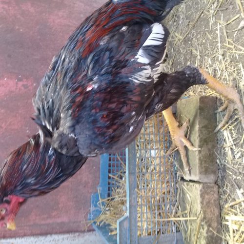 خروس لاری اصل طوس زغالی