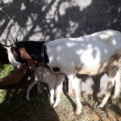 3عدد بز پاکستانی