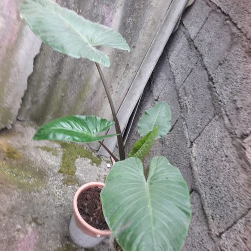 گل بابا آدم تنه قرمز