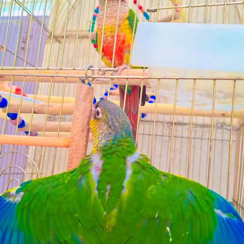 طوطی . گرنچیک