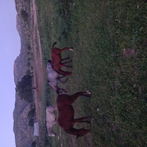فروش اسب اصیل کورد