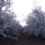 دو طناب باغ گیلاس تکدانه 20 ساله