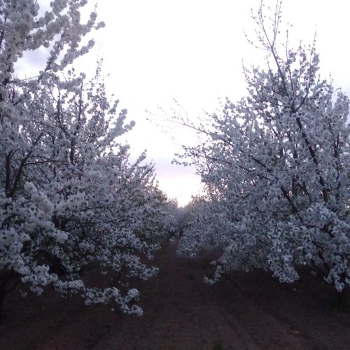 دو طناب باغ گیلاس تکدانه 20 ساله