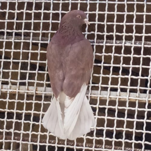 کبوترپرشی ،گرو