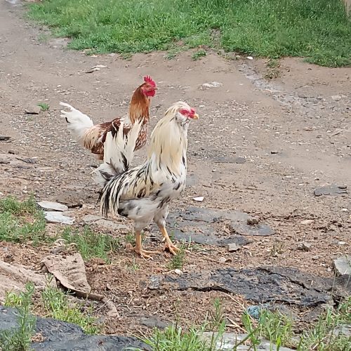 خروس