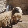 یک عدد میشه ماده با بره نر